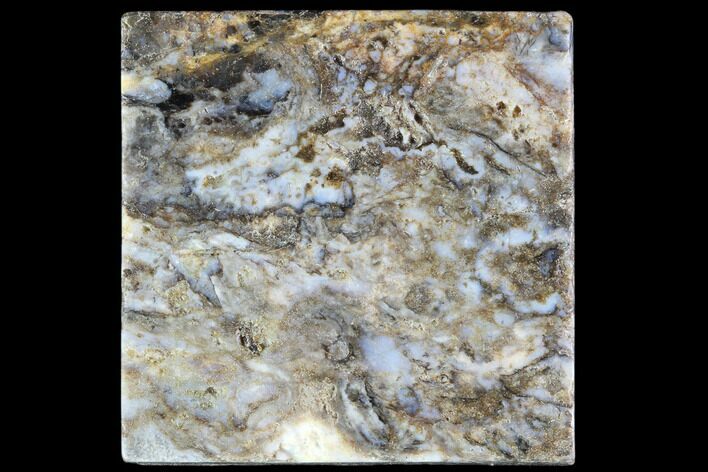 Rhynie Chert - Early Devonian Vascular Plant Fossils #86719
